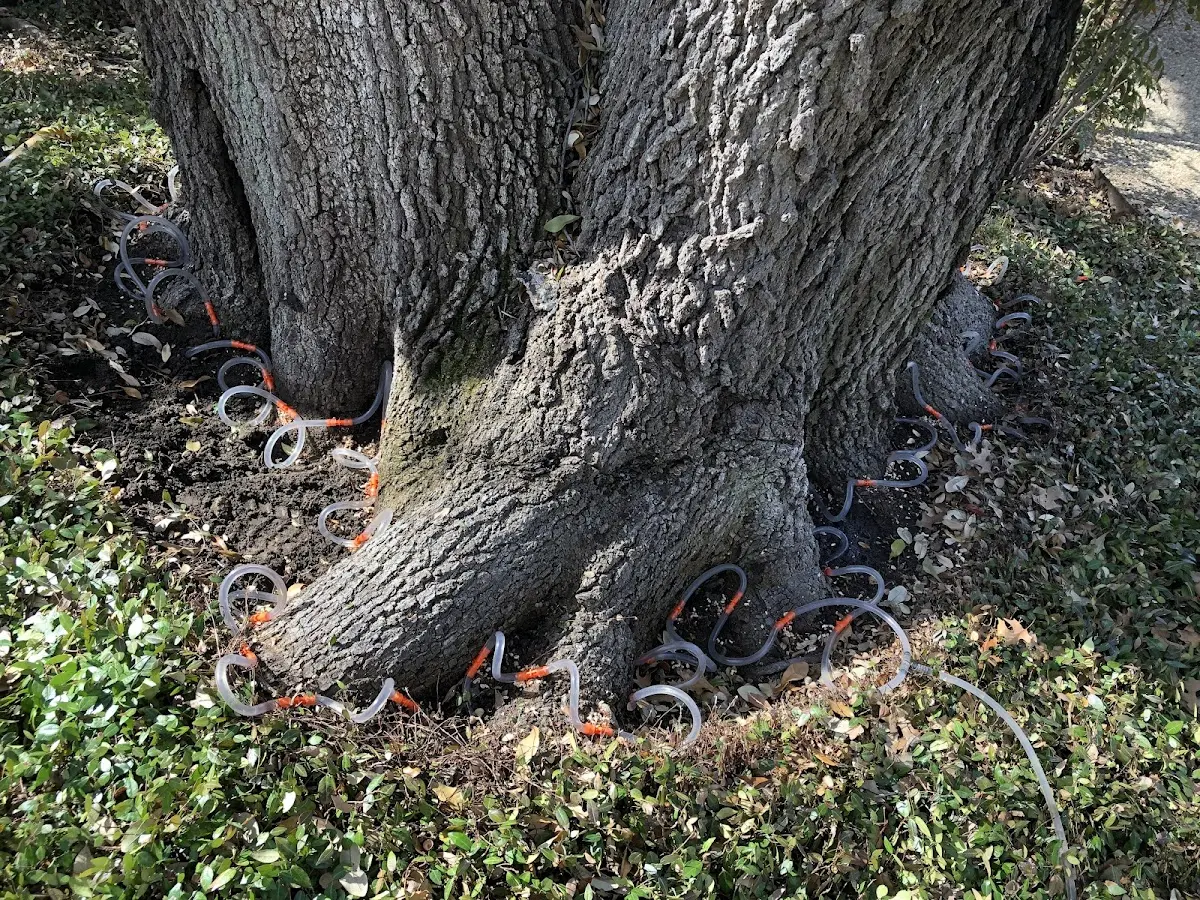 Detailed Tree Cabling and Bracing job site in Liberty Corner